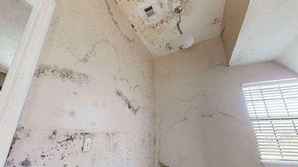 Best Comprehensive Air Testing for Mold Contaminants  in Coker, AL