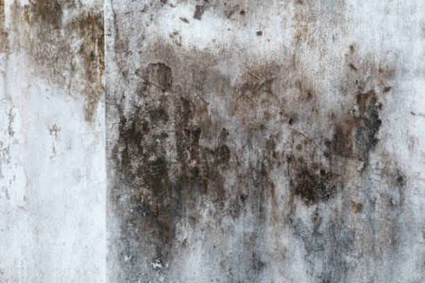 Best Indoor Air Quality Assessment  in Coker, AL