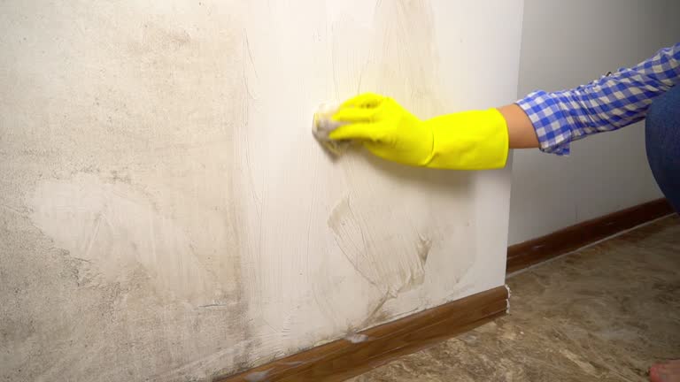 Best Mold Documentation for Insurance Claims  in Coker, AL
