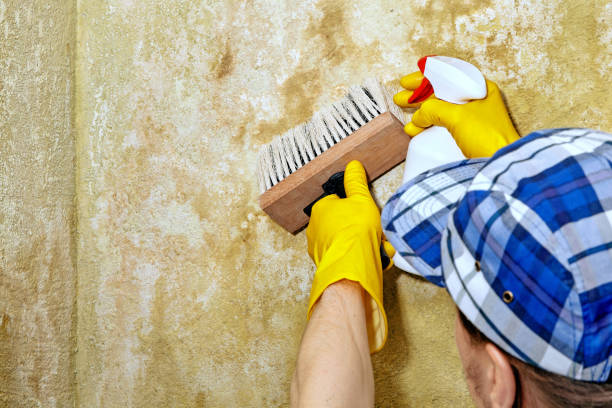Best Mold Odor Removal Services  in Coker, AL
