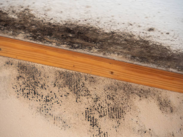 Biohazard Mold Removal in Coker, AL
