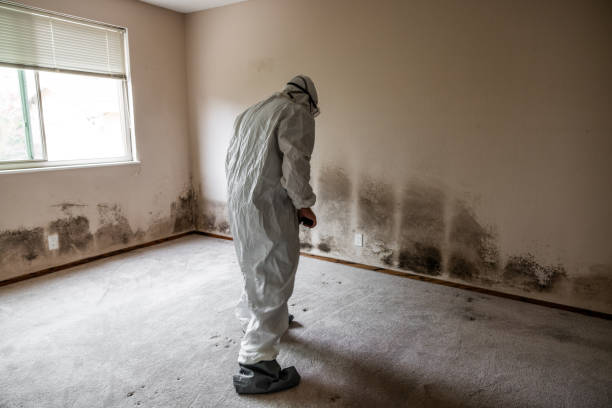 Professional Mold Removal in Coker, AL
