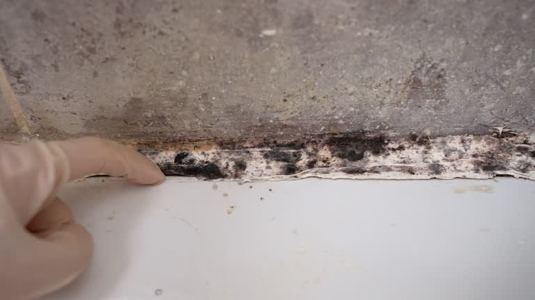 Best Attic Mold Removal  in Coker, AL