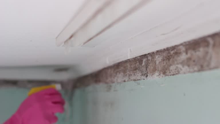 Mold Remediation for Rental Properties in Coker, AL